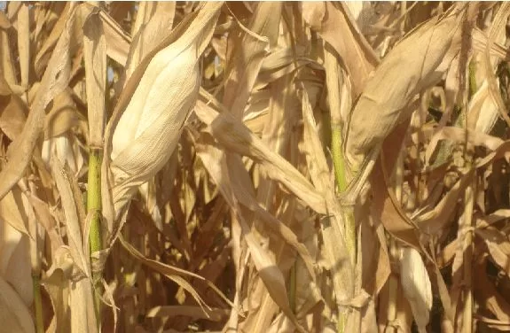 DRY SPELL THREATENS FOOD SECURITY IN CHINSALI - Diamond Media